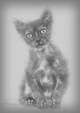 Kitten Lykoi cat 3 months