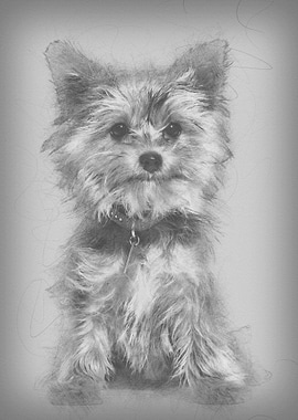 Yorkshire terrier puppy si
