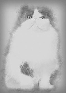 Persian cat 9 years old si