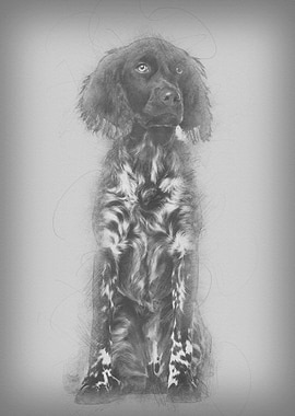 Munsterlander dog 9 month