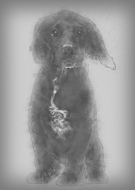 Working Cocker Spaniel aga