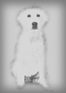 Polish Tatra Sheepdog sitt