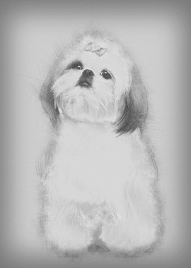 Shih Tzu sitting against w