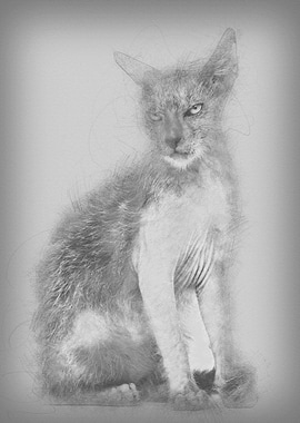 Kitten Lykoi cat 3 months