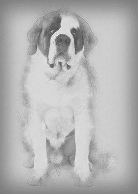 Saint Bernard 4 years old