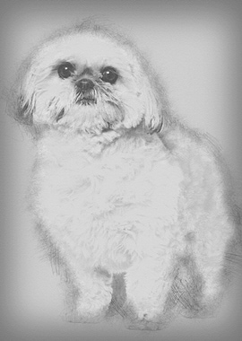 Shih Tzu 3 and a half year