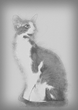 Oriental Shorthair sitting