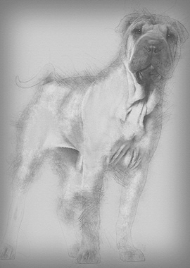 Shar Pei puppy 6 months ol