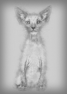 Kitten Lykoi cat 7 weeks o