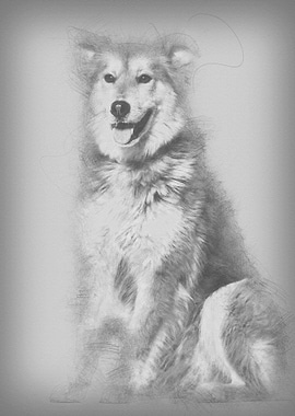 Mixedbreed dog 8 years ol