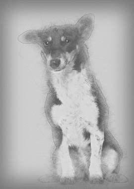 Portrait of crossbreed mix