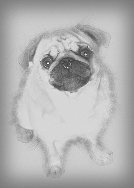 Portrait of pug with nose