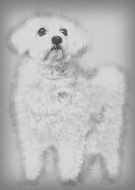 Maltese 11 years old stand