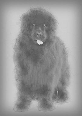 Newfoundland 4 years old s
