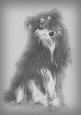 Sheltie dog 18 months old