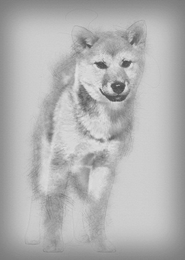 Shiba Inu dog standing aga