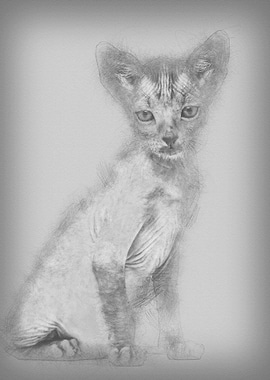 Kitten Lykoi cat 7 weeks o