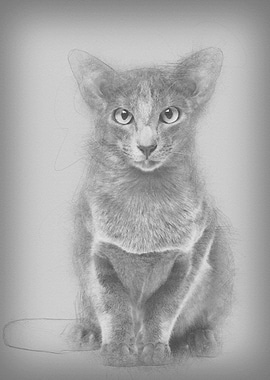 Oriental Shorthair portrai