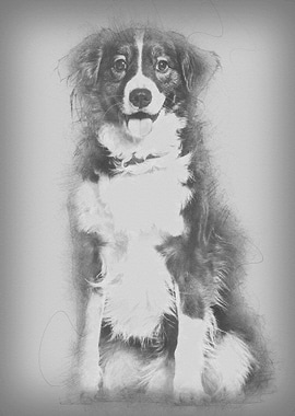 Mixedbreed dog 5 years o