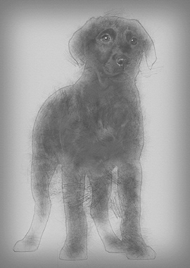 Labrador puppy 3 months ol