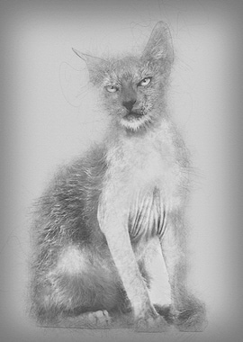 Kitten Lykoi cat 3 months