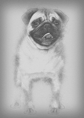 Pug 2 Years old standing