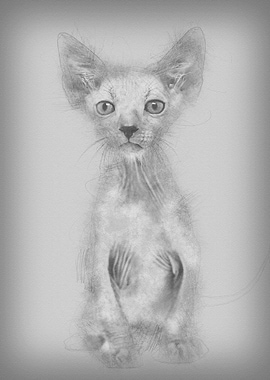 Kitten Lykoi cat 7 weeks o