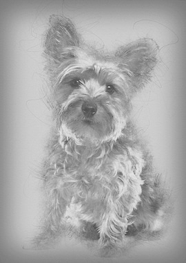 Yorkshire Terrier 25 year