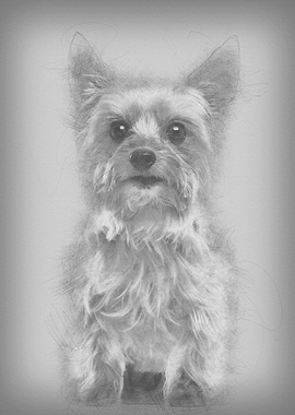 Yorkshire Terrier 9 years