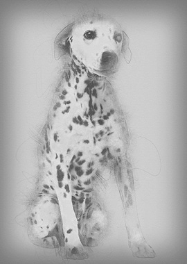 Oneeyed Dalmation 10 year