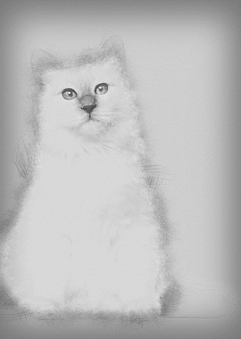 Portrait of Birman cat 6 m