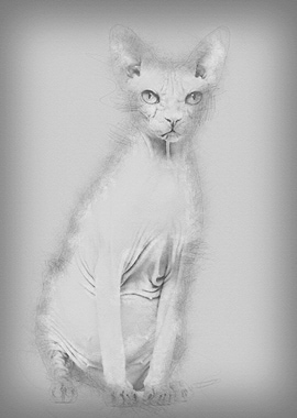 Sphynx 4 years old against