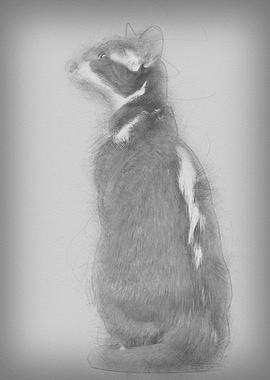 Rear view of an Oriental S