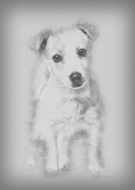 Jack Russell puppy 3 month