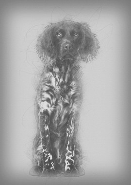 Munsterlander dog 9 month