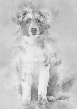 Australian Shepherd puppy