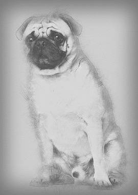 Pug 3 years old sitting ag