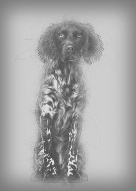 Munsterlander dog 9 month