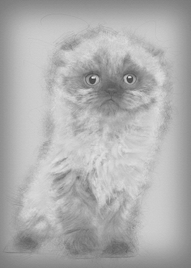 Portrait of Highland fold