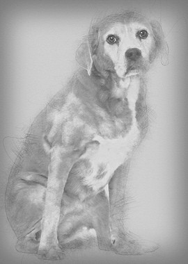 Old Mixedbreed dog 13 yea