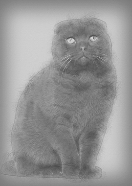 Portrait of Scottish Fold