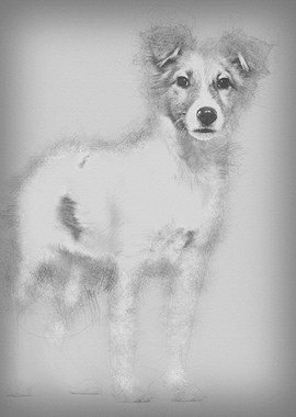 Mixedbreed dog standing a