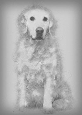 Golden Retriever 6 years o