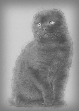 Scottish Fold cat 1 year o