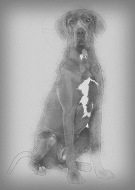 Great Dane 2 years old sit