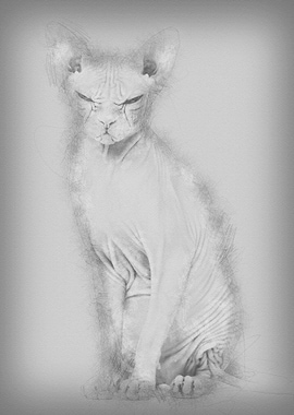 Sphynx Hairless Cat 4 year