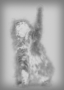 Norwegian Forest Cat 1 and