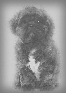 Lhasa Apso 4 years old sit