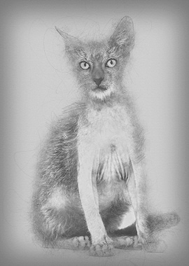 Kitten Lykoi cat 3 months