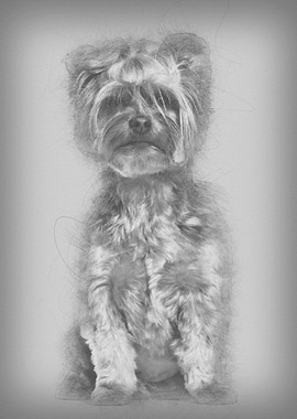 Yorkshire Terrier sitting